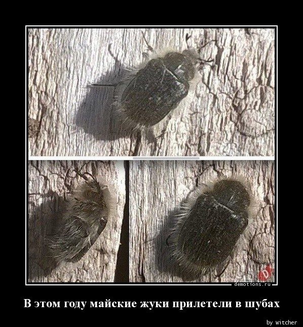 Демотиваторов пост