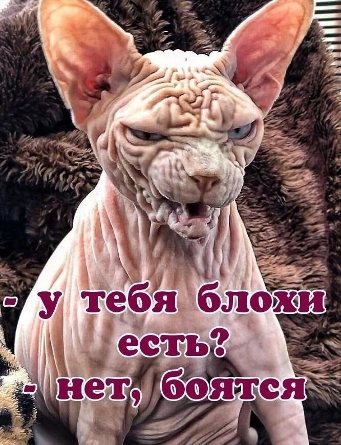 Улыбатор