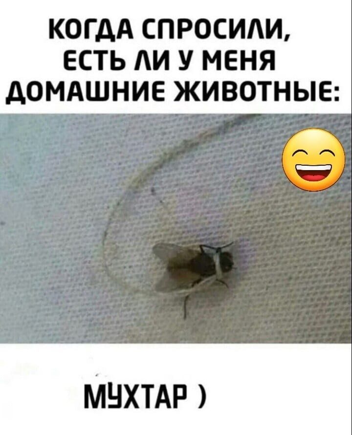 Улыбатор