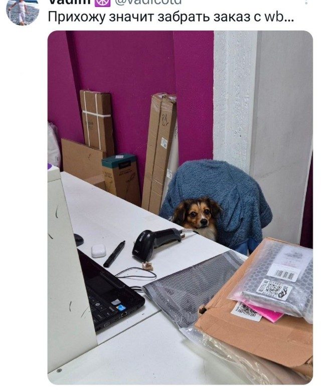 Свежие фотоприколы