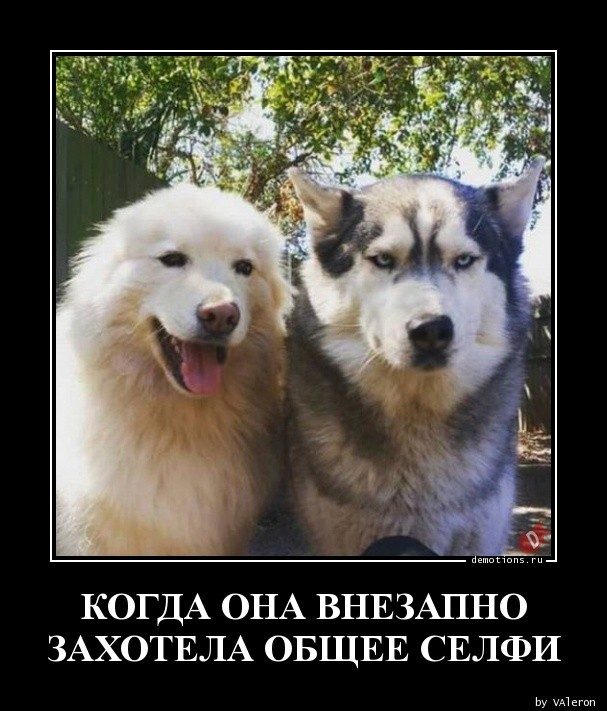 Демотиваторы – приколы