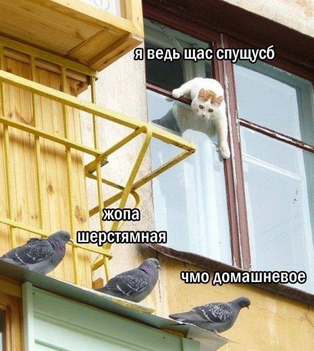 Картинки и мемы