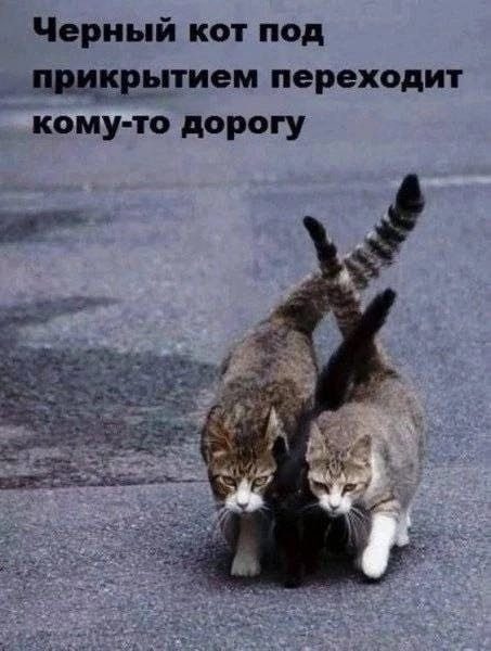 Приколы из интернета