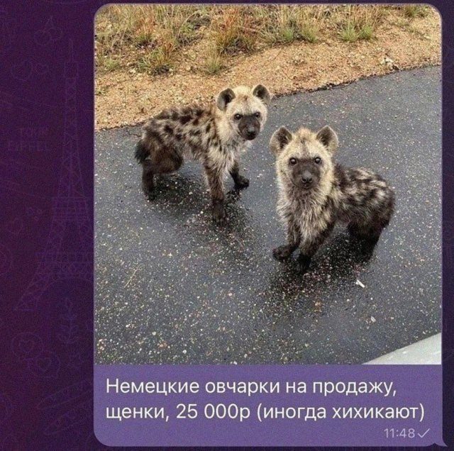 Мемы