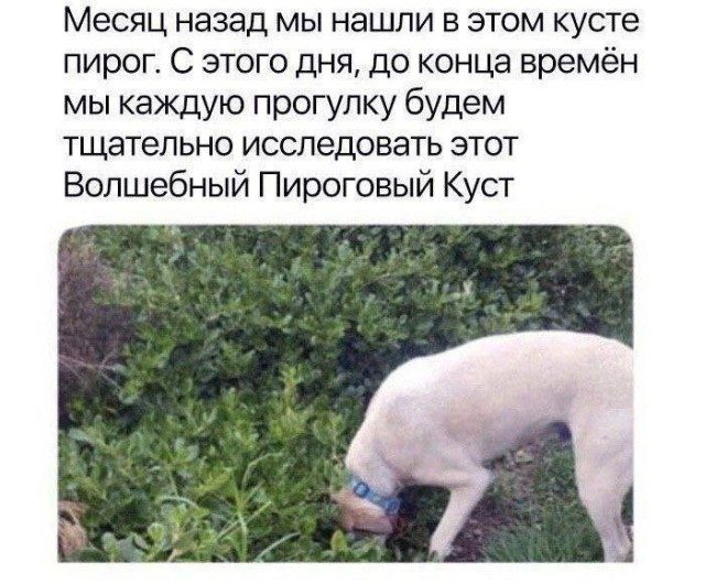 Весёлые картинки и прикольные мемы