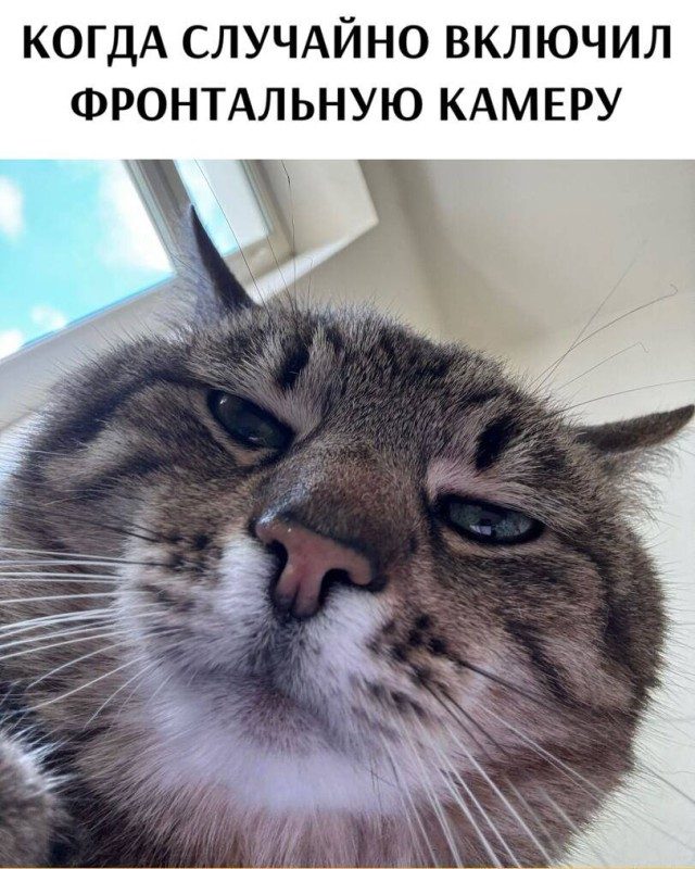 Прикольные мемы