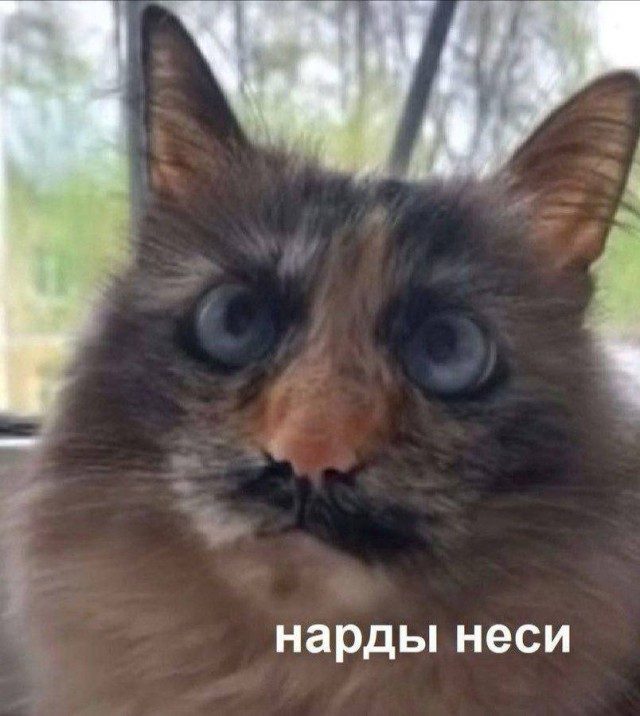 Прикольные мемы