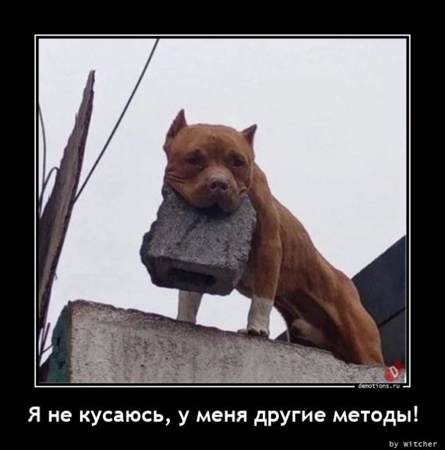 Демотиваторов свежая порция