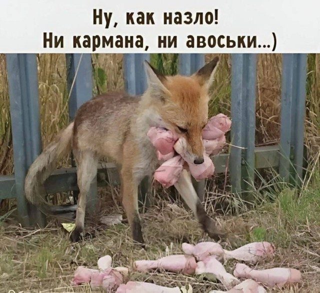 Фотоприколы дня