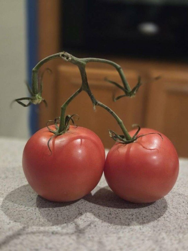Весёлые картинки