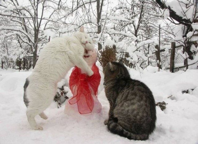 Свежие фотоприколы
