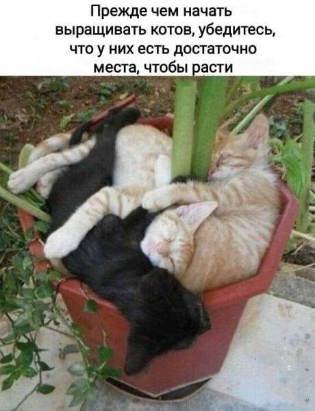 Мемы из Сети