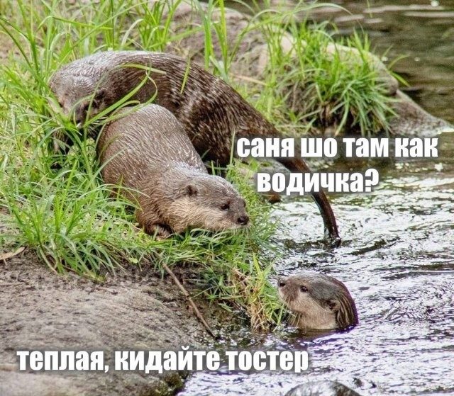 Скрины из соцсетей