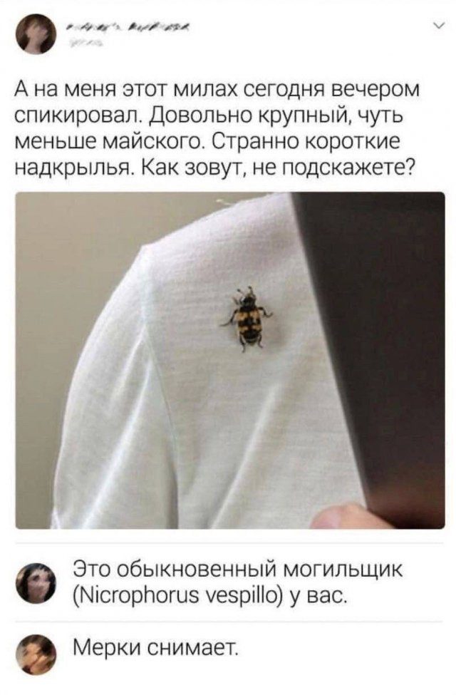 Мемы