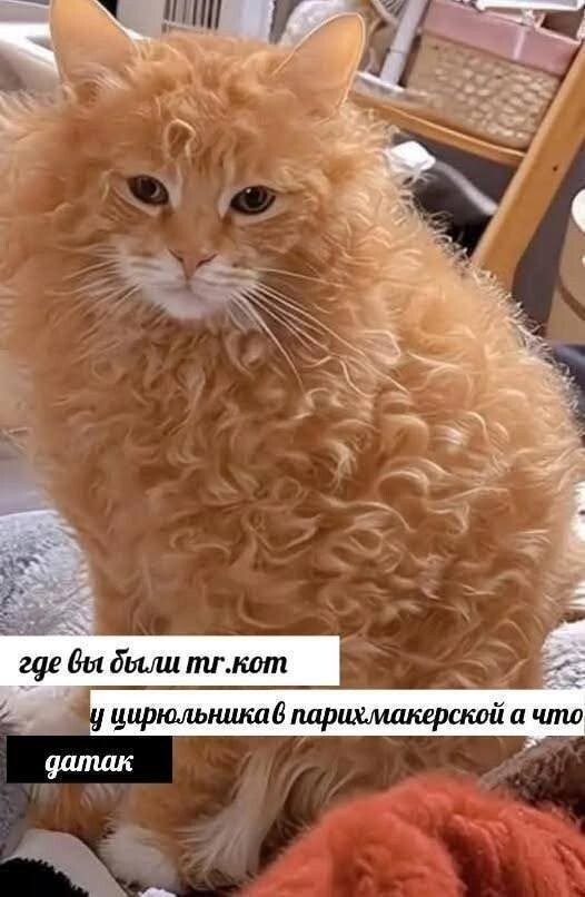 Скрины из соцсетей
