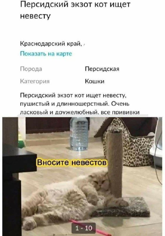 Прикольные картинки для хорошего настроения