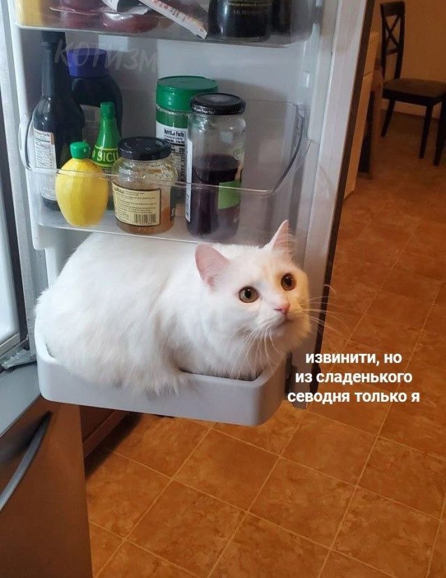 Прикольные картинки для хорошего настроения