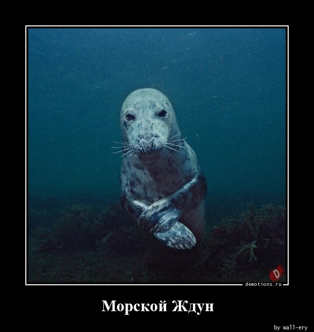 Демотиваторов пост
