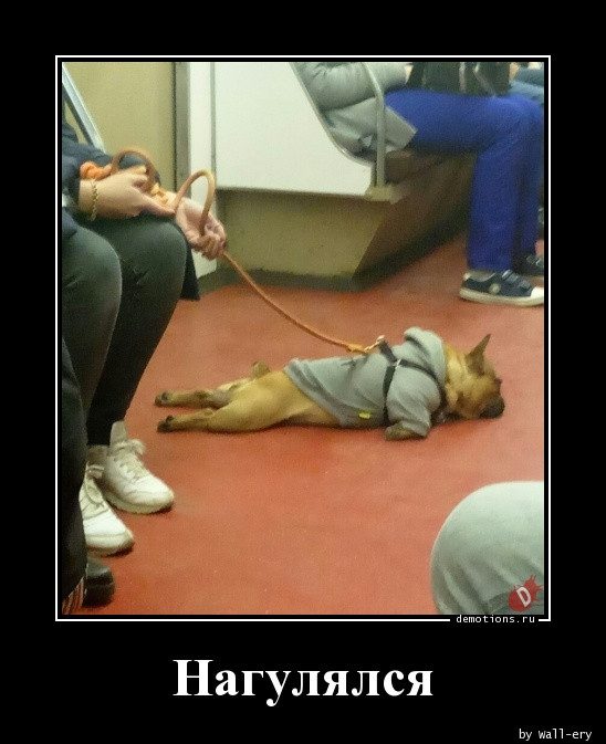 Демотиваторов порция