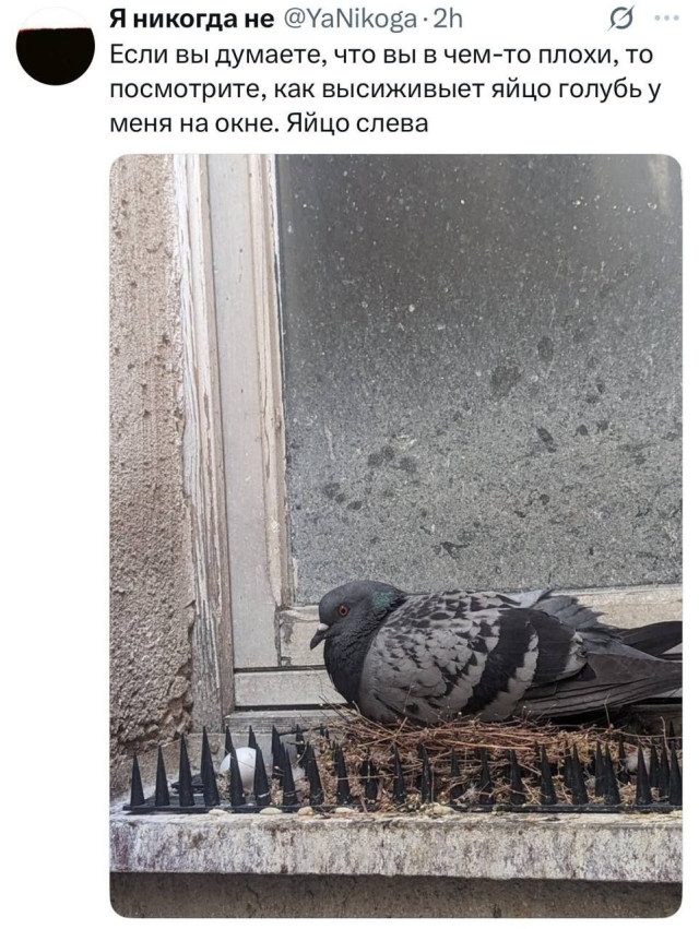 Прикольных картинок пост