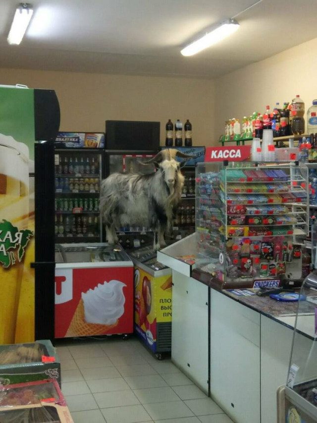 Фотоприколы для всех