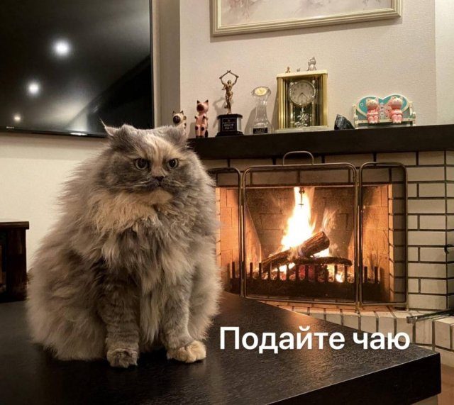 Смешные картинки