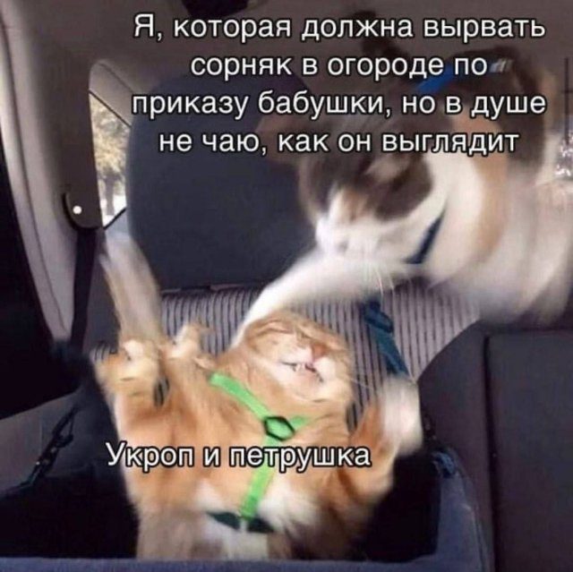 Смешные картинки