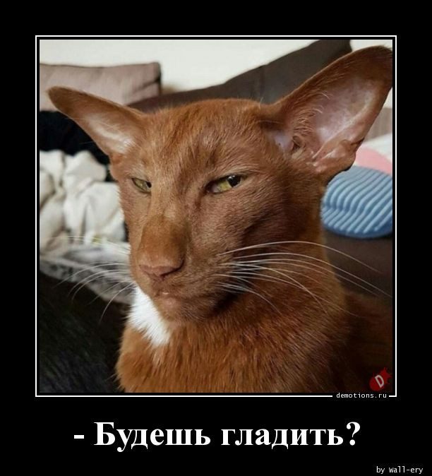 Прикольные демотиваторы