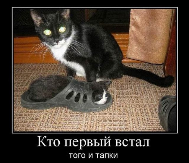 Демотиваторы-приколы