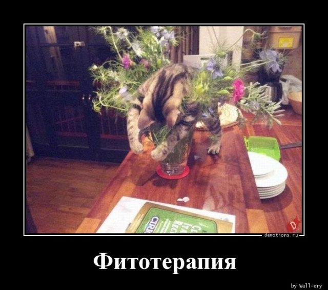 Демотиваторы прикольные для всех