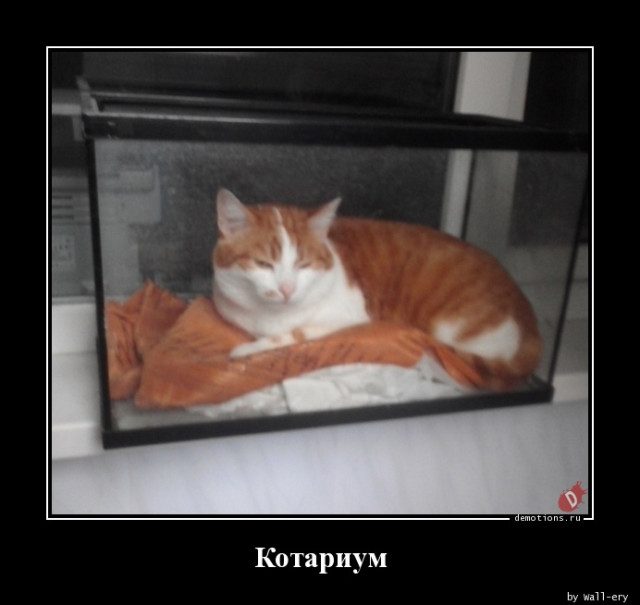 Прикольные демотиваторы