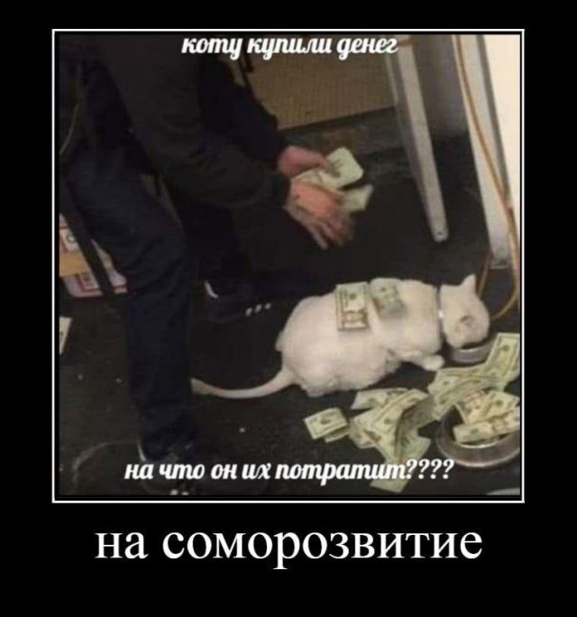 Демотиваторы