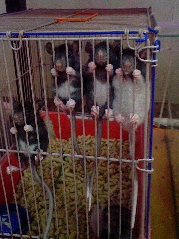 Весёлые картинки