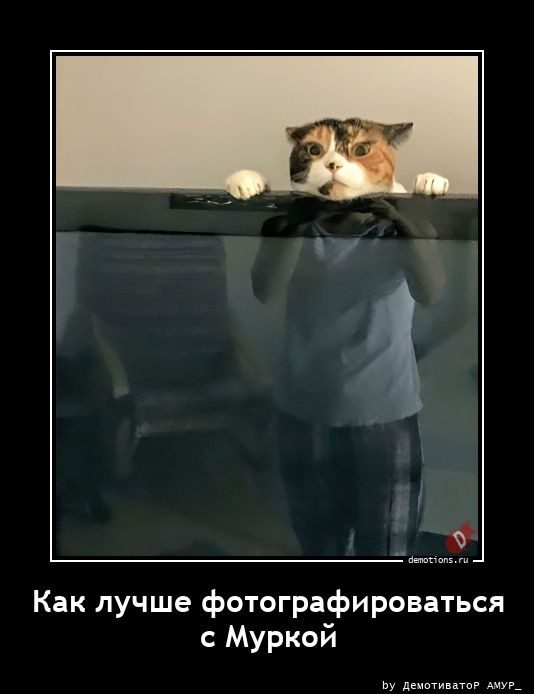 Демотиваторы – приколы