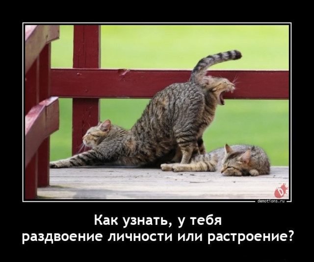 Демотиваторы – приколы