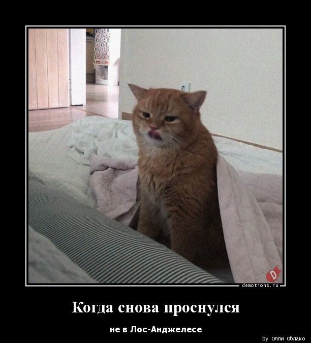 Демотиваторы для отличного настроения