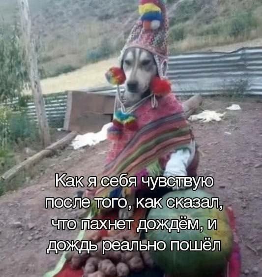 Мемы