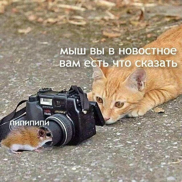 Мемы