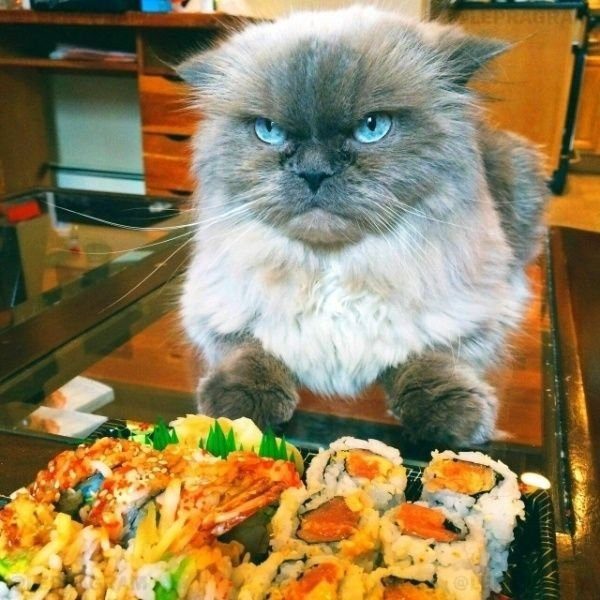 Котомемы для настроения