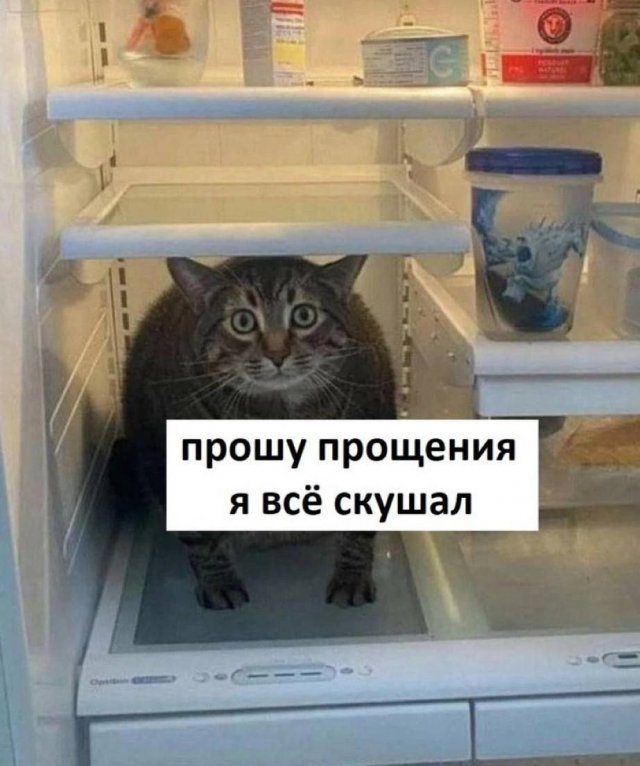 Лучшие шутки и мемы