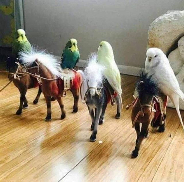 Фотоприколы свежие