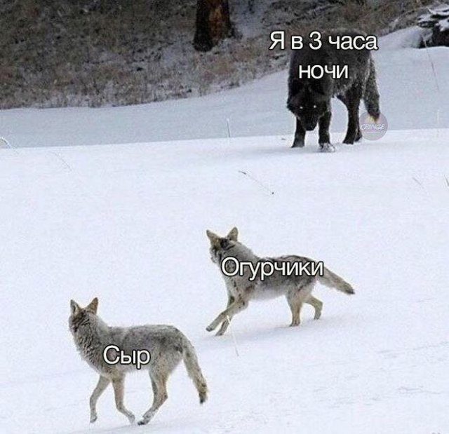 Смешные картинки