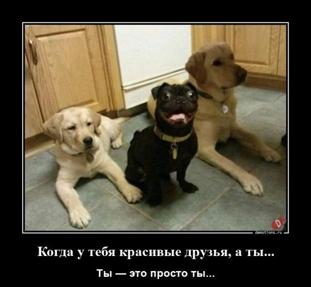 Демотиваторы дня