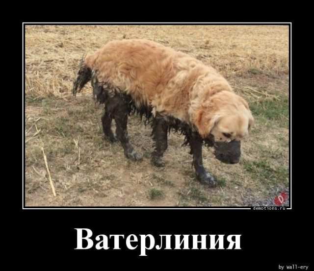 Демотиваторы весёлые