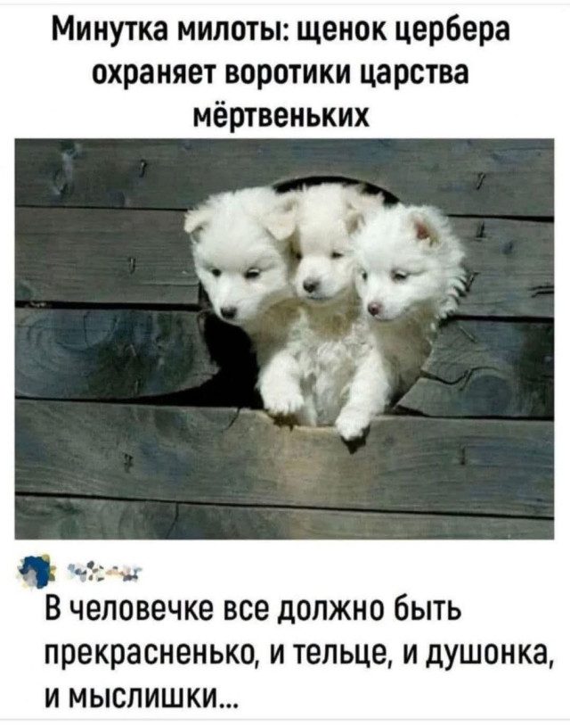 Весёлые прикольности
