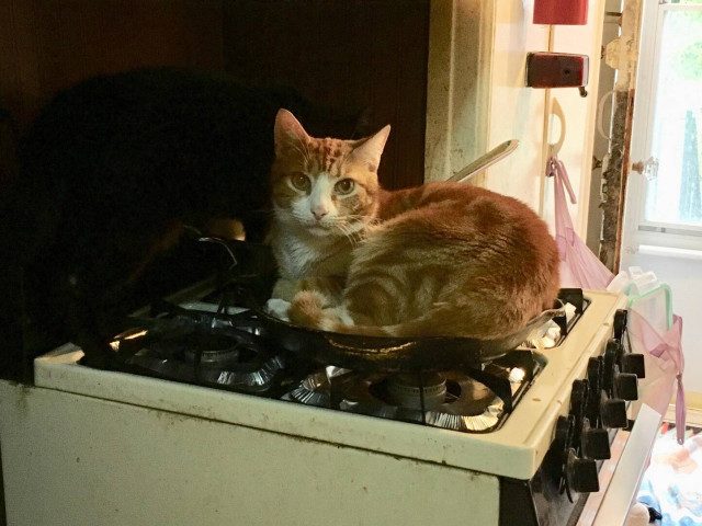 Весёлые картинки и приколы для настроения