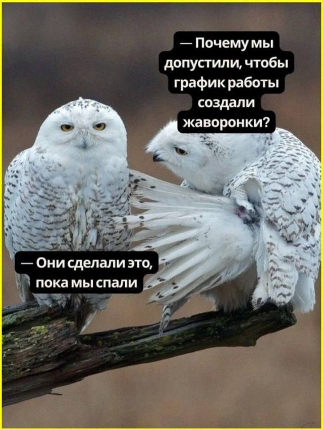 Лучшие шутки