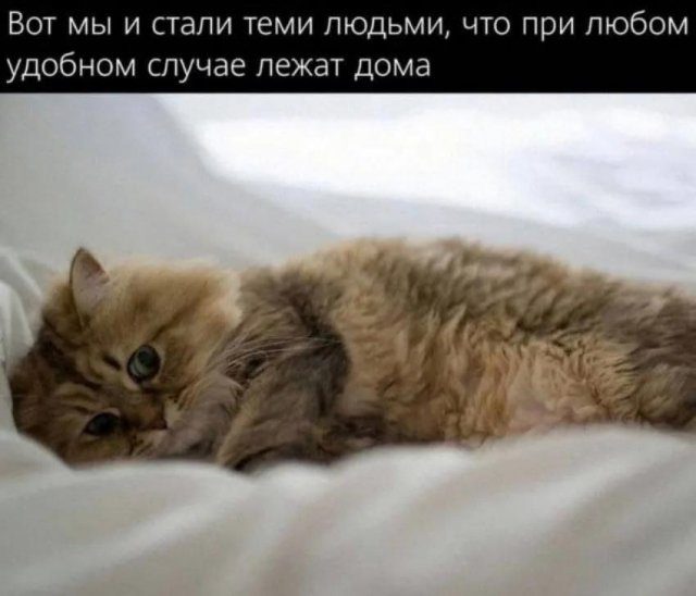 Лучшие шутки и мемы