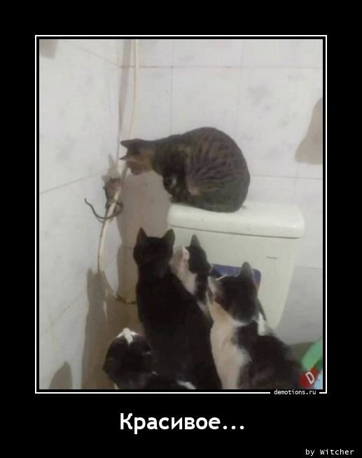 Демотиваторы для всех