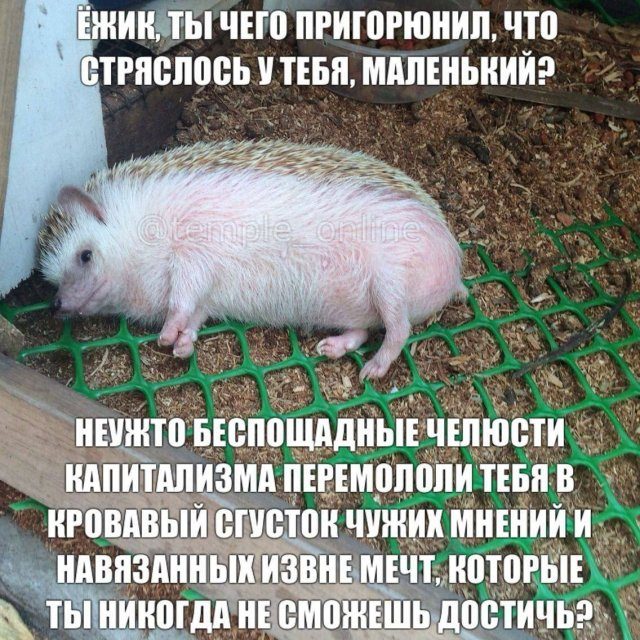 Смешные картинки